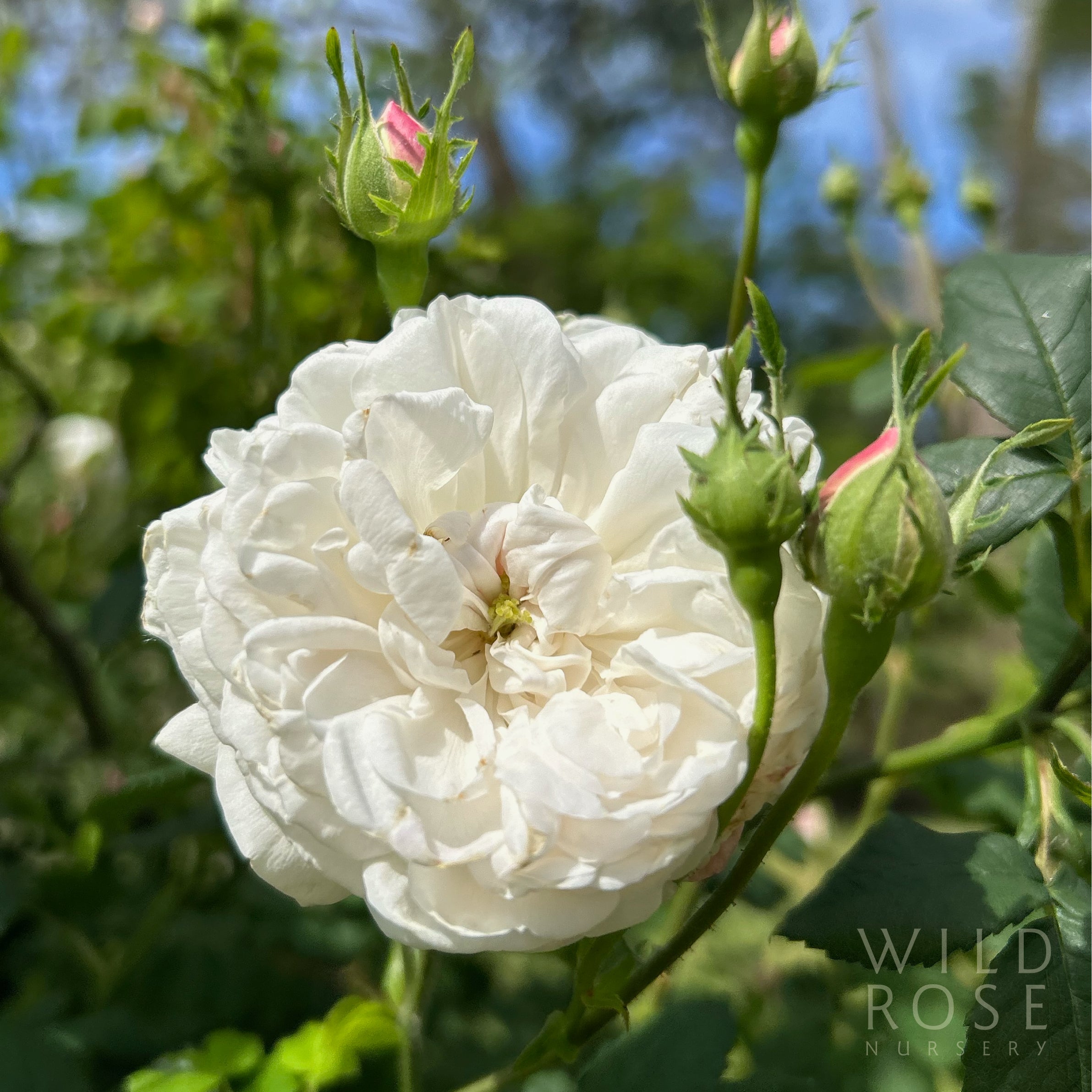 R. x alba maxima – Wild Rose Nursery