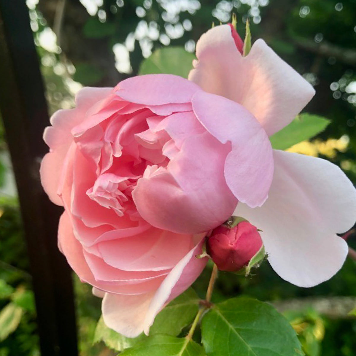 Albertine Rood Albertine – Wild Rose Nursery