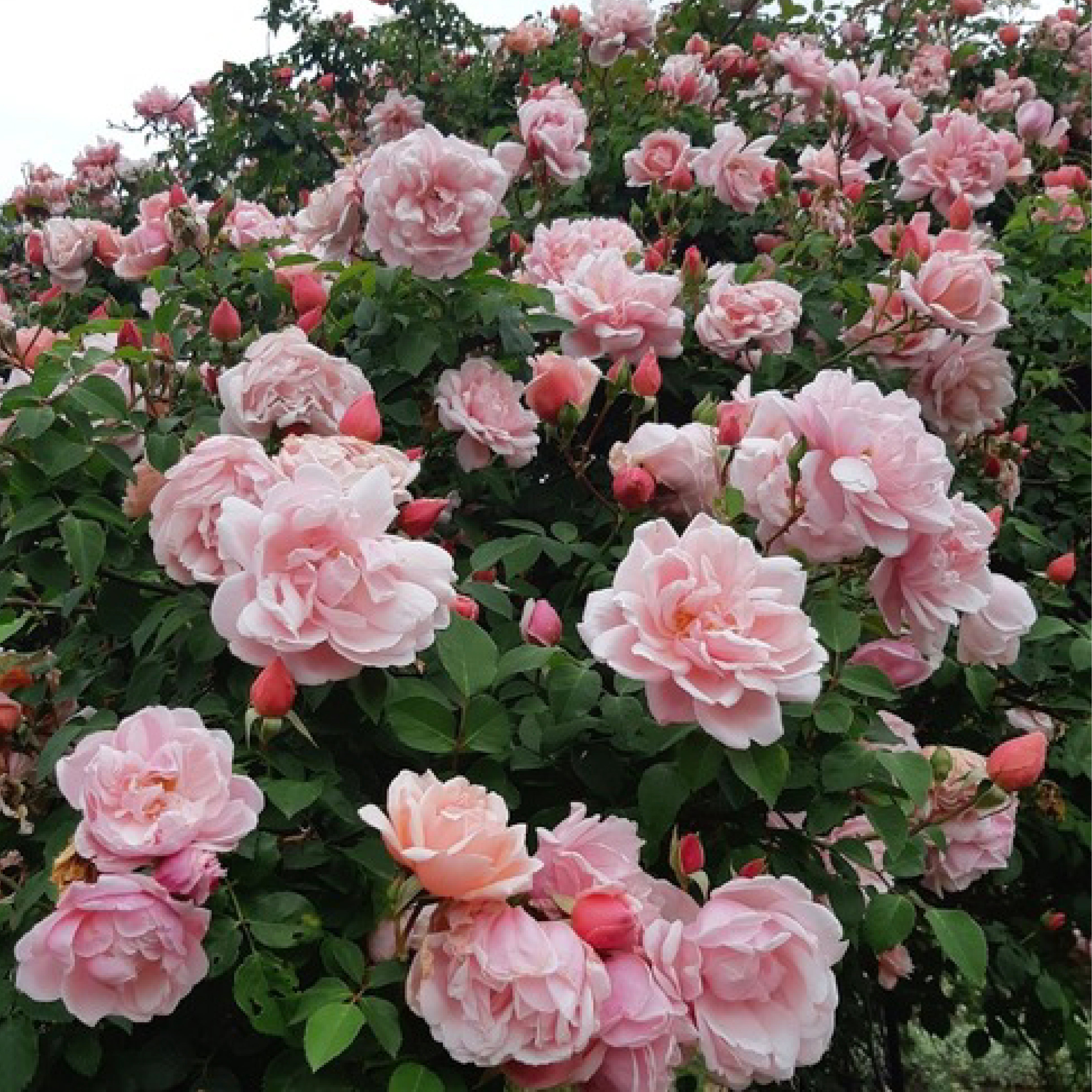 Alvertine Albertine – Wild Rose Nursery