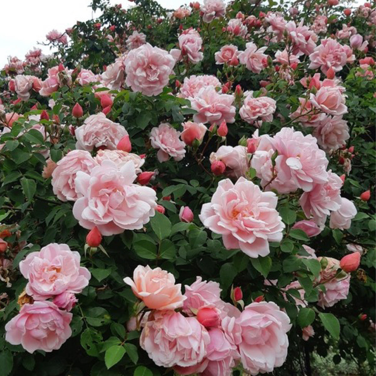 Albertine Rood Albertine – Wild Rose Nursery