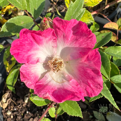Pink and white flower with green leaves in a garden setting