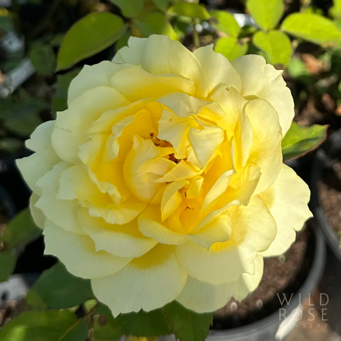 Yellow rose in a pot with blurred green background
