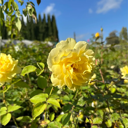 Yellow rose in a garden with a clear blue sky