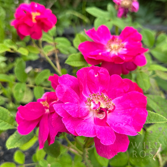 R. gallica ‘Officinalis’