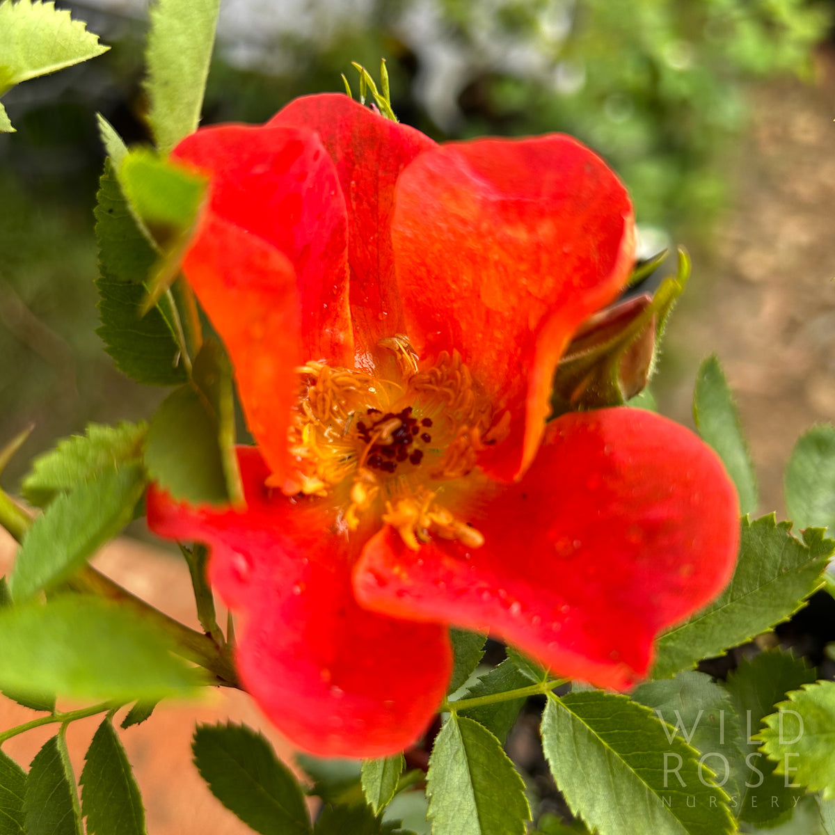 R. foetida bicolour – Wild Rose Nursery