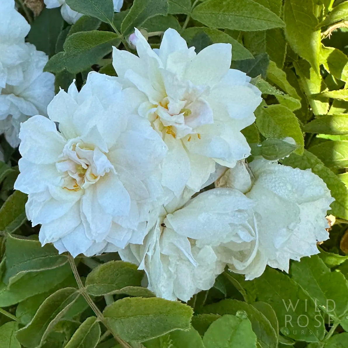 Close-up of white flowers with green leaves