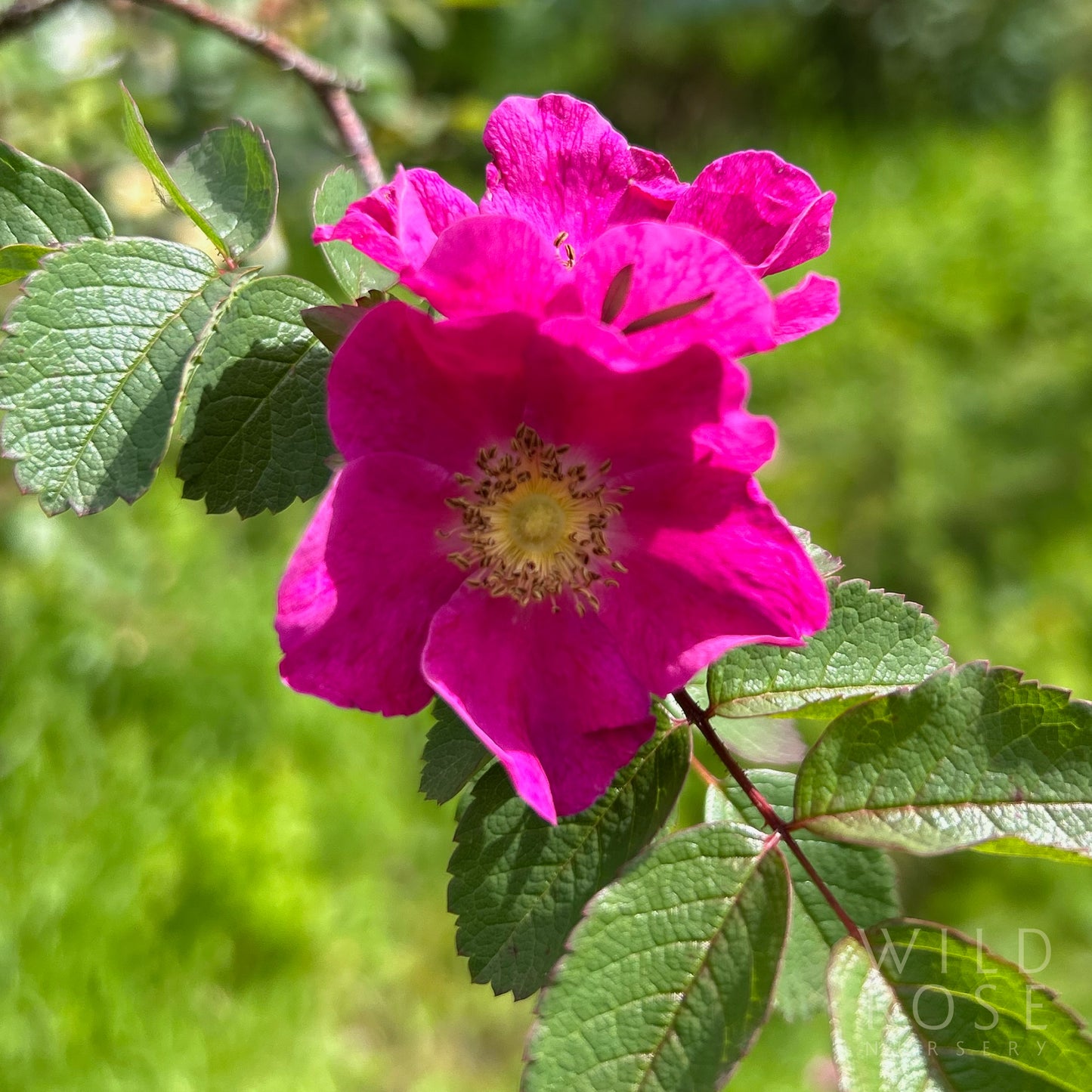 R. banksiopsis 'Baker'