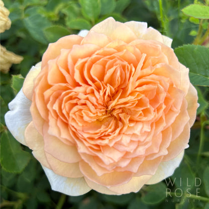 Bathsheba (David Austin) peach, pink and apricot blooms close up