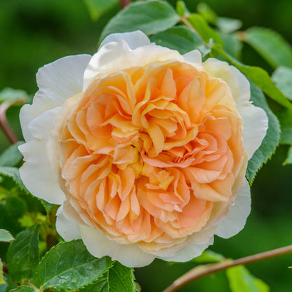 Bathsheba (David Austin) peach and apricot blooms with pale edges close up