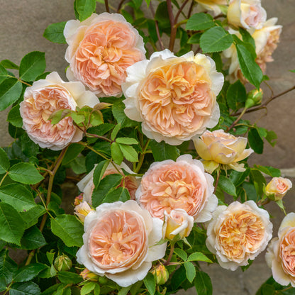 Bathsheba (David Austin) peach, pink and apricot blooms on bush