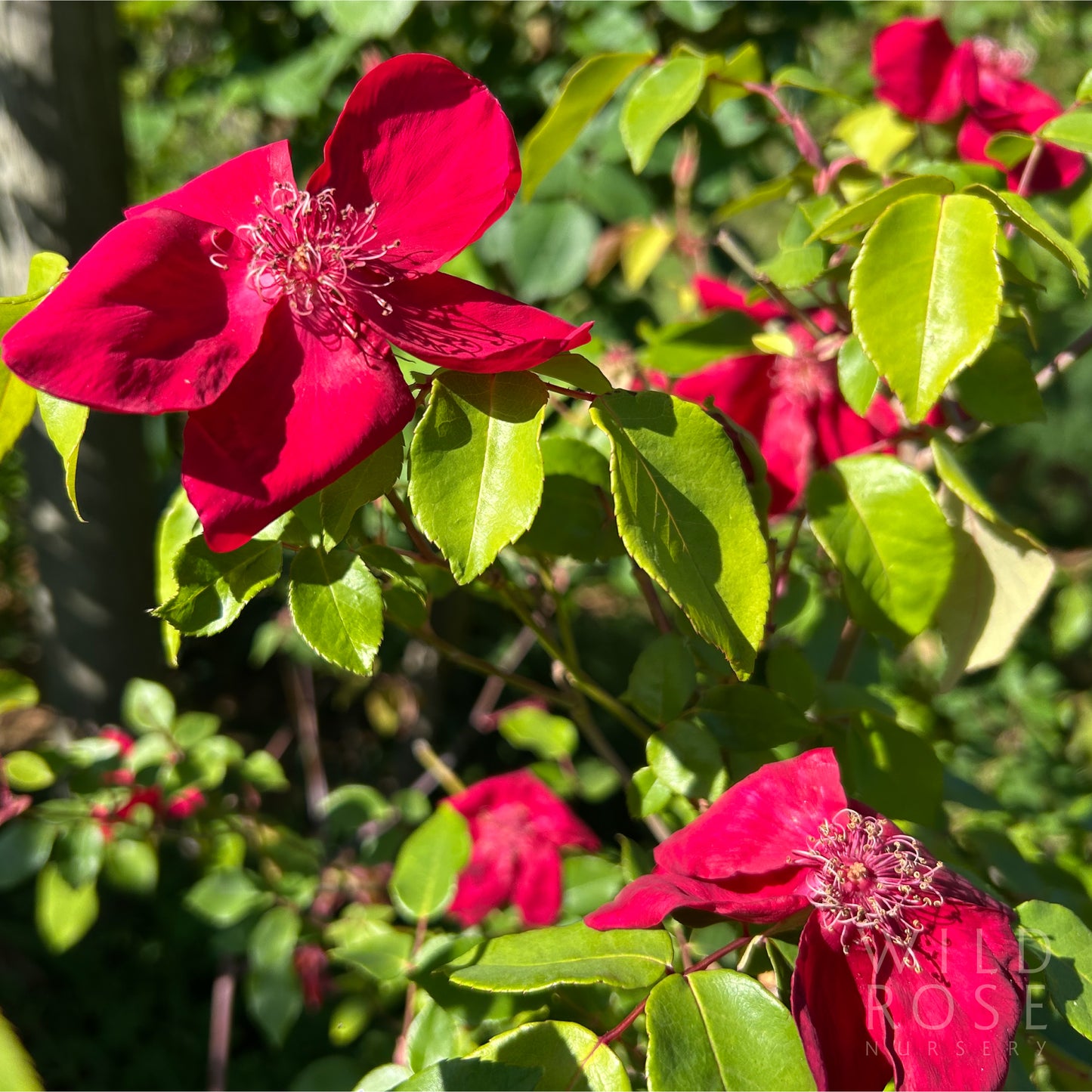 R. chinensis 'Sanguinea'