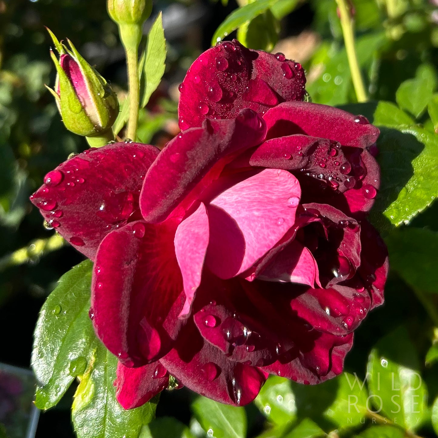 Burgundy Iceberg BAREROOT