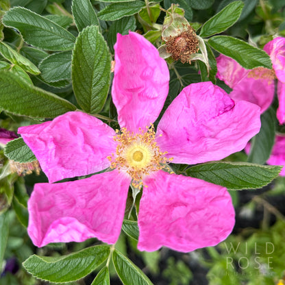 Calocarpa