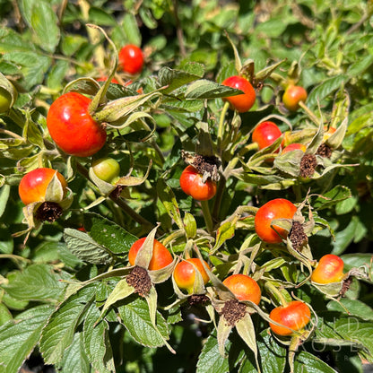 Calocarpa