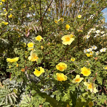 R. xanthina 'Canary Bird'