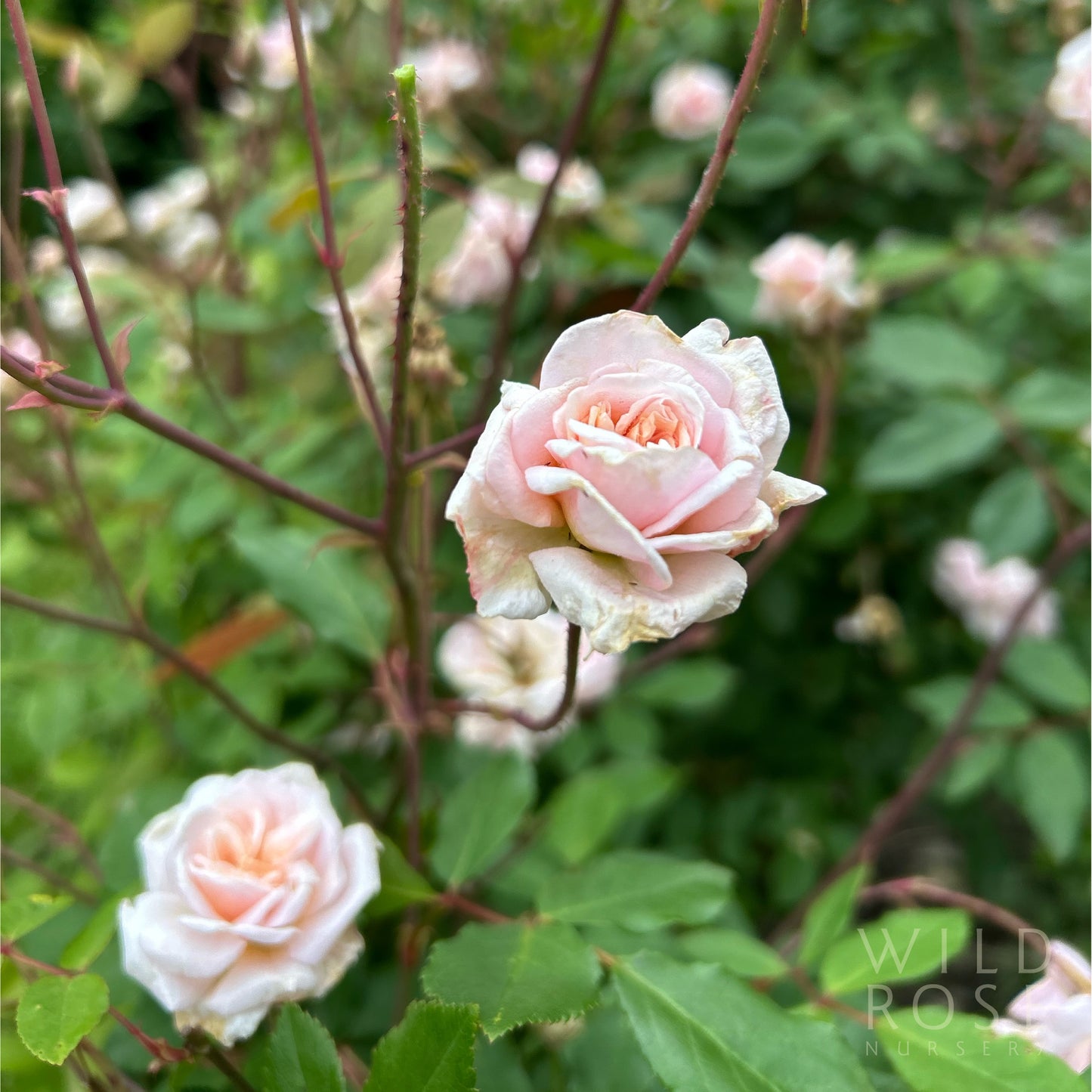 Cécile Brunner, Cl.