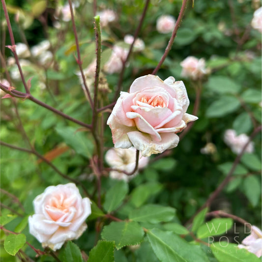 Cécile Brunner, Cl.