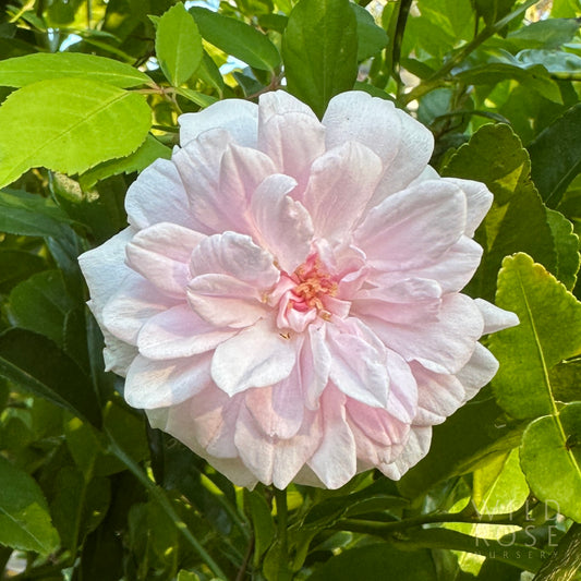 cecile brunner old world polyantha rose