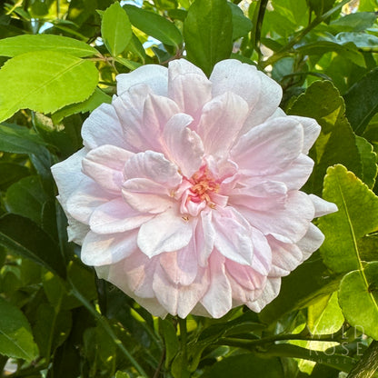 cecile brunner old world polyantha rose