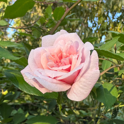 cecile brunner old world polyantha rose