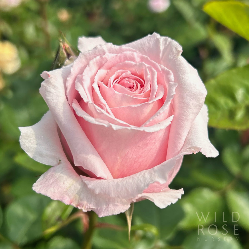 The Children's Rose – Wild Rose Nursery