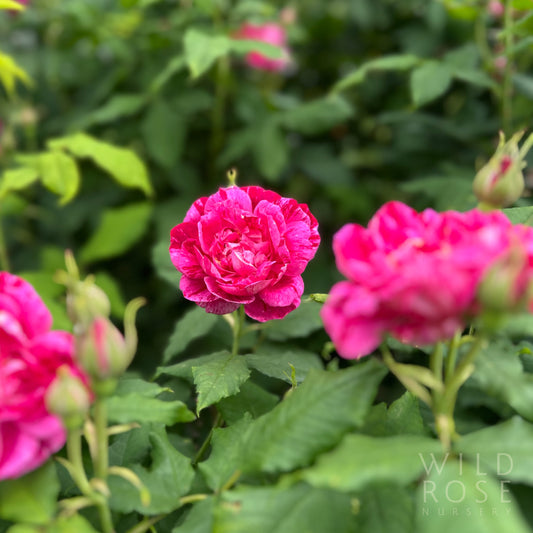 Commandant Beaurepaire