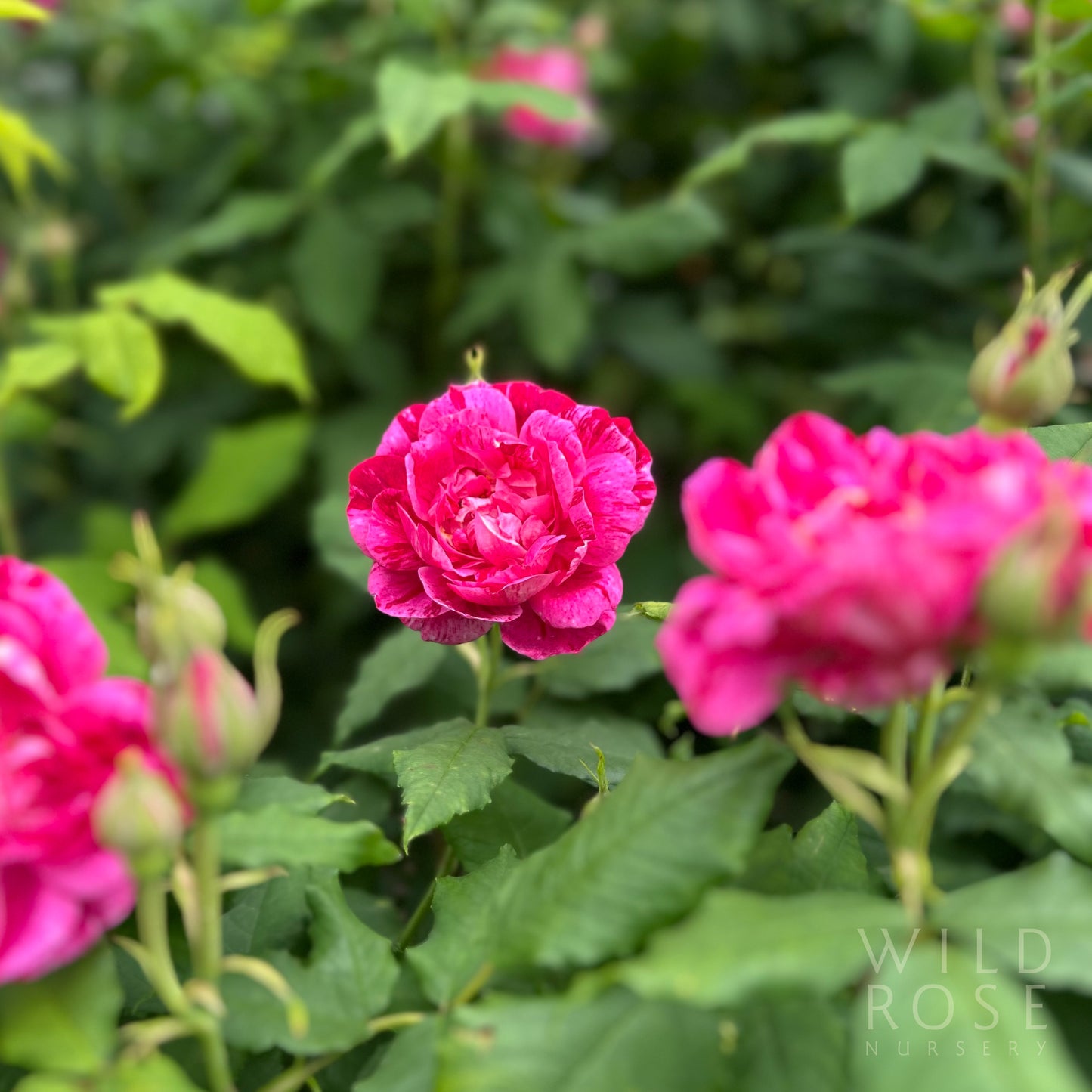 Commandant Beaurepaire