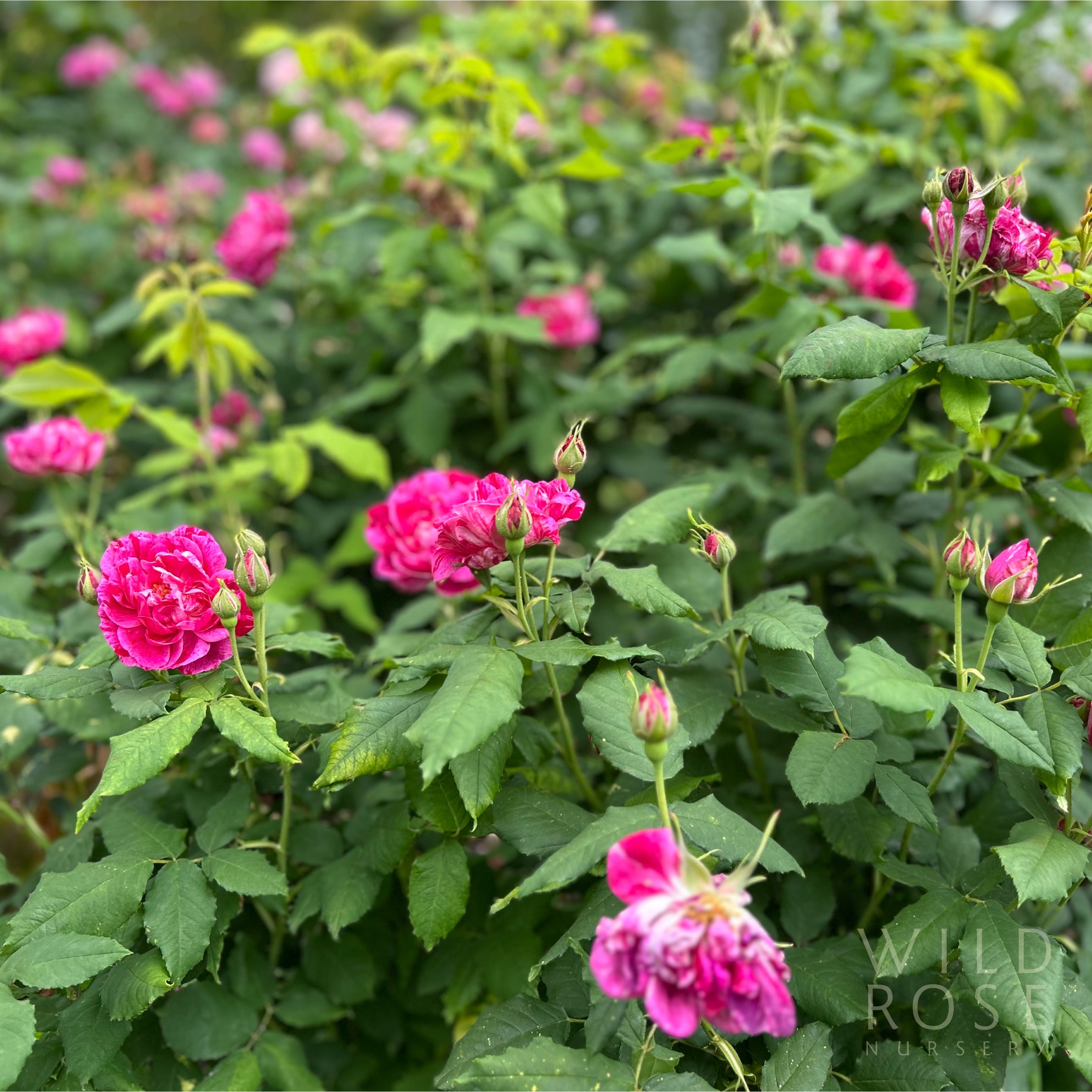 Commandant Beaurepaire rose – Wild Rose Nursery