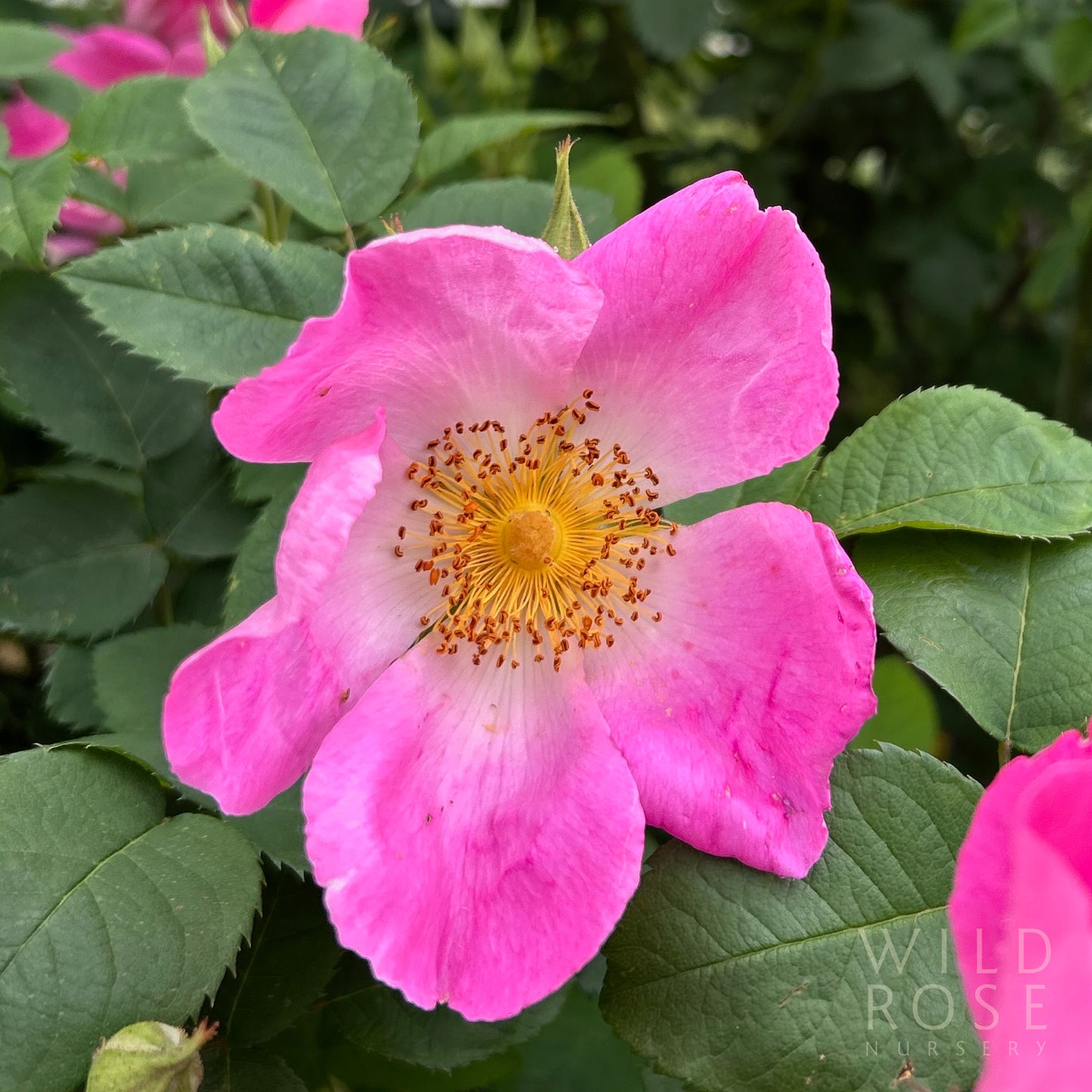 R. gallica 'Complicata'