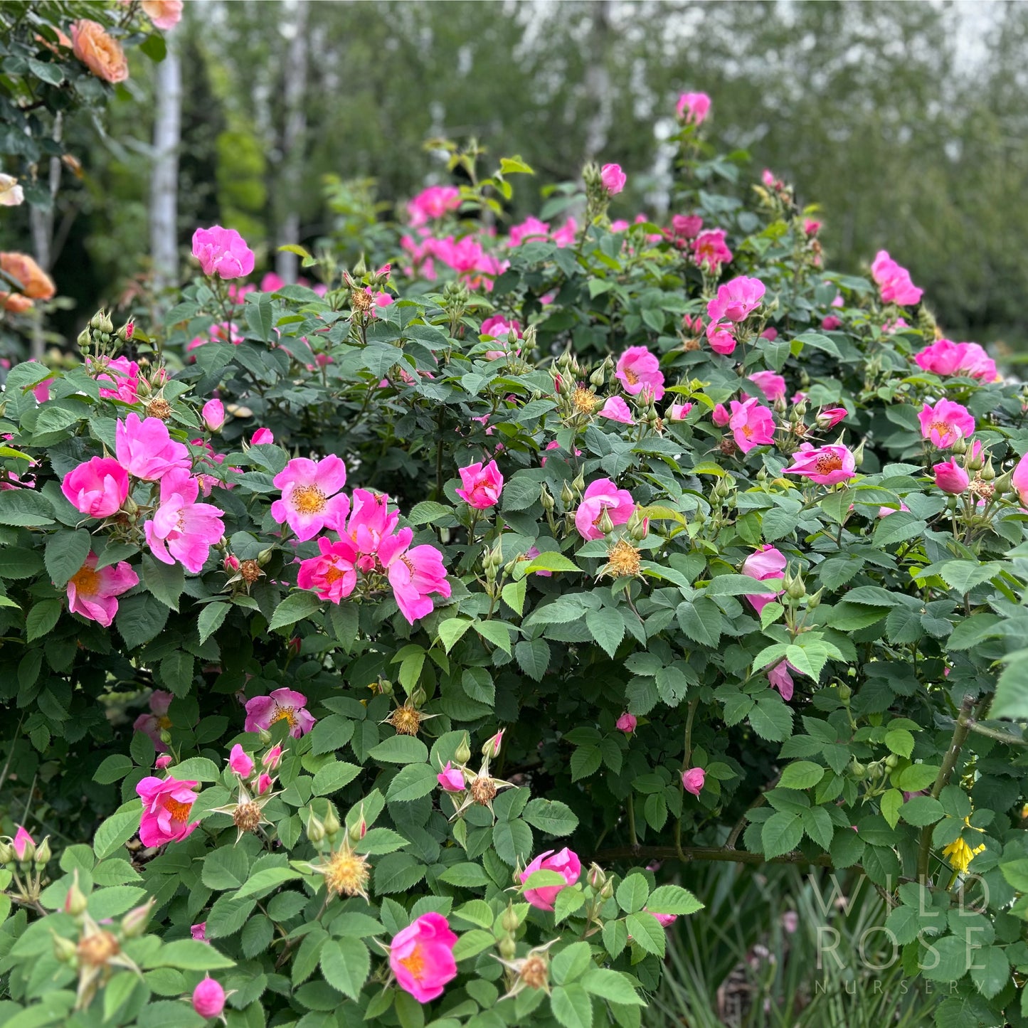 R. gallica 'Complicata'