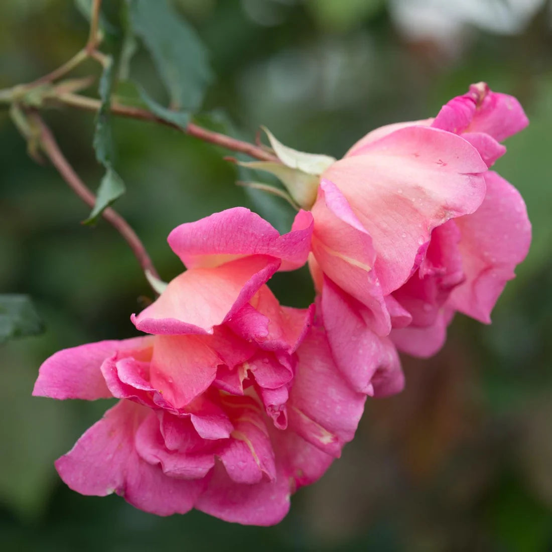 Comtesse de Cayla China rose with coppery-orange semi-double fragrant flowers