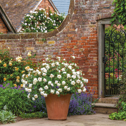 Desdemona David Austin rose white bush in cottage garden scene