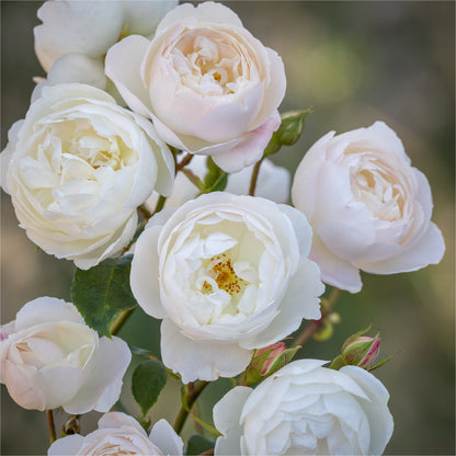 Desdemona David Austin rose white cupped blooms in clusters