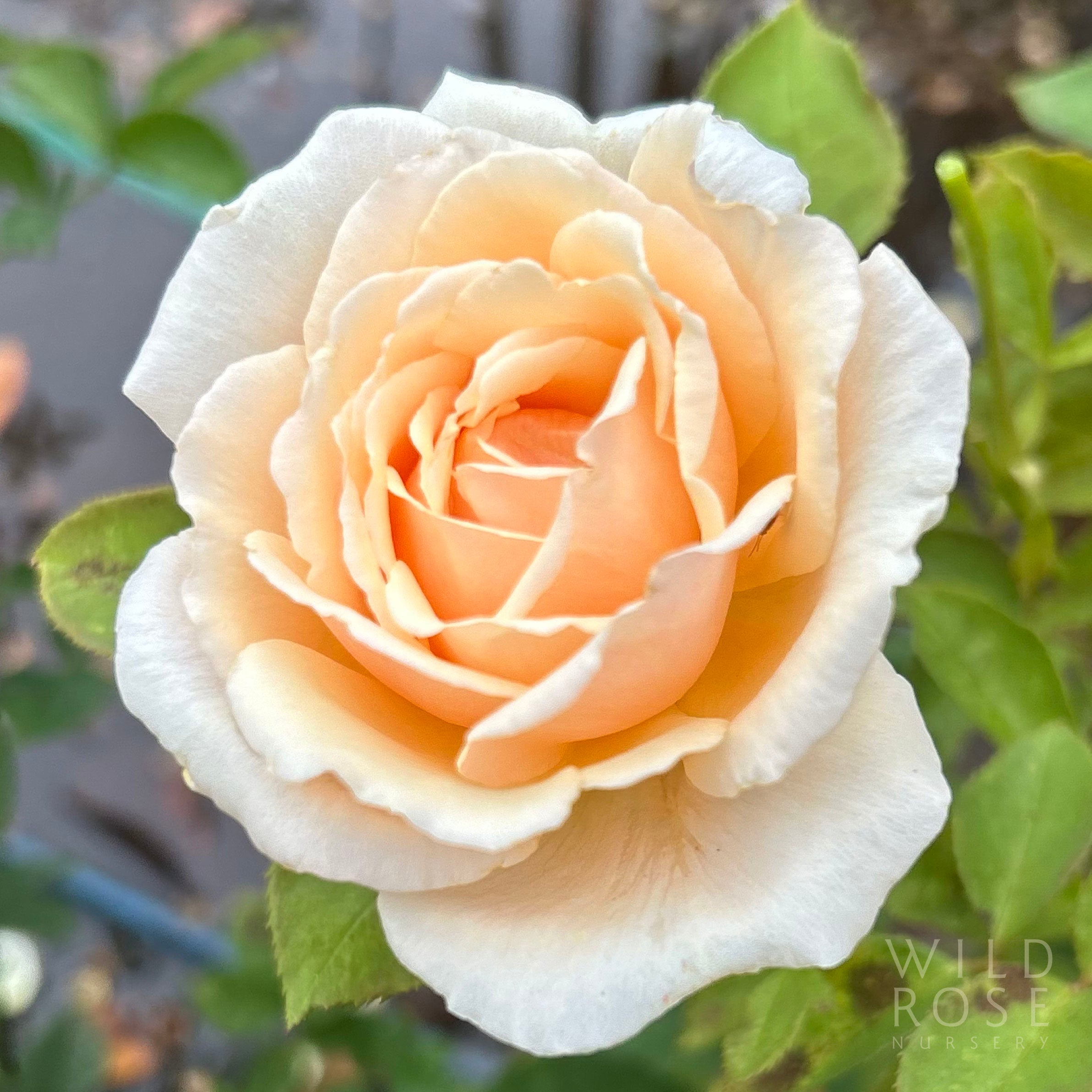 diamond jubilee rose plant Diamond Jubilee rose – Wild Rose Nursery