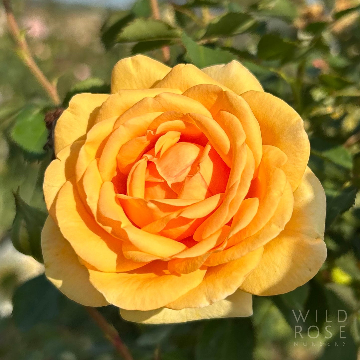 Doug's Rose BAREROOT