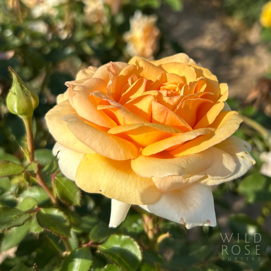 Doug's Rose BAREROOT