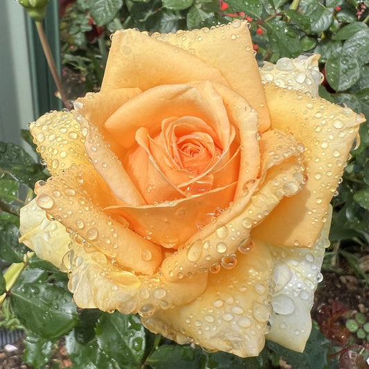 Doug's Rose BAREROOT