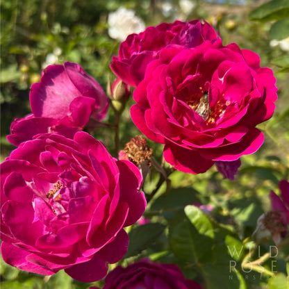 Close-up of vibrant pink roses with a blurred green background