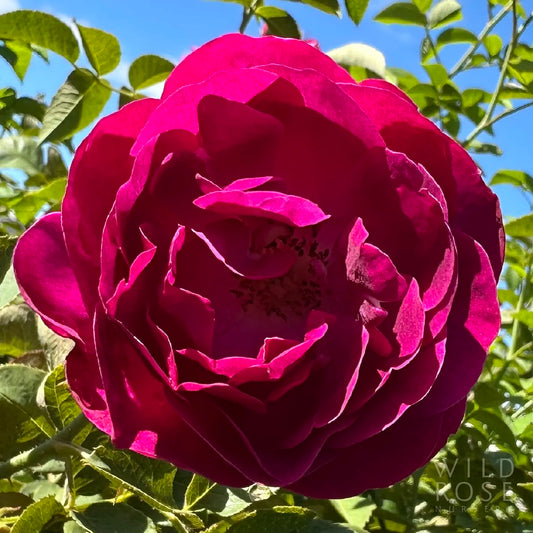 Close-up of a vibrant pink rose with green leaves in the background