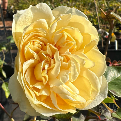Yellow rose flower with a blurred garden background