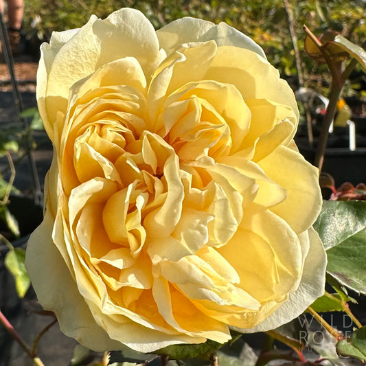 Yellow rose flower with a blurred garden background