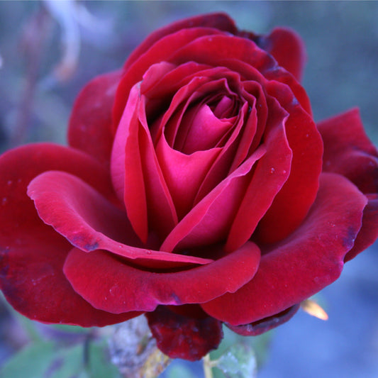 Edith Piaf, Climbing