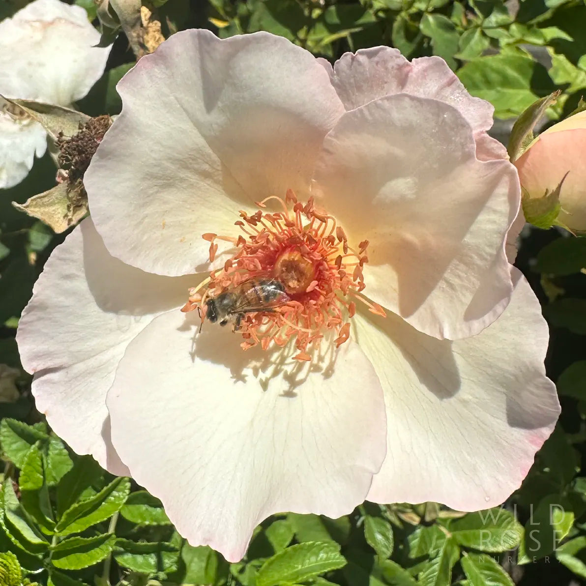 Close-up of a white flower with a bee on its center, surrounded by green leaves.