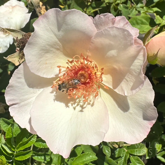Close-up of a white flower with a bee on its center, surrounded by green leaves.