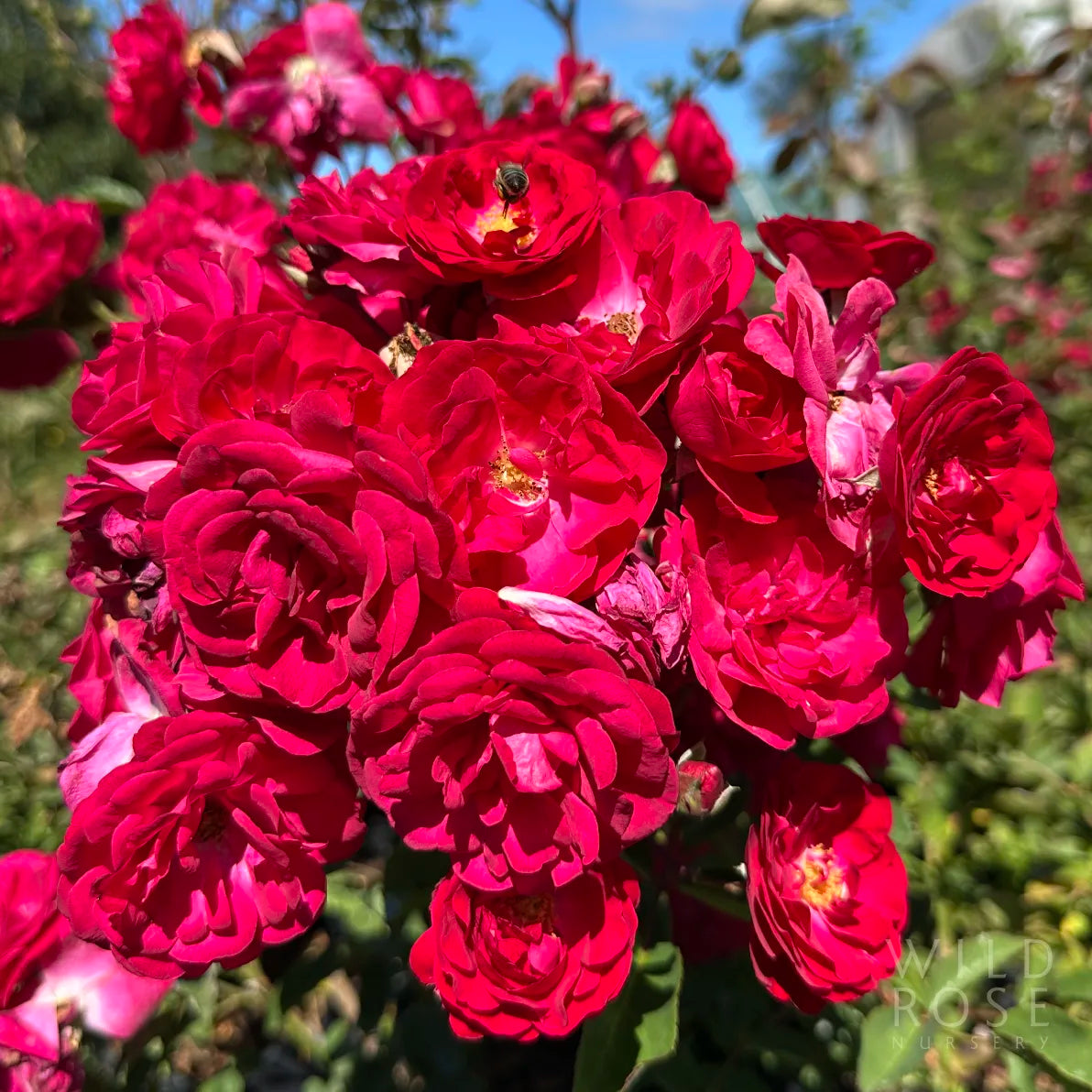 Close-up of vibrant red and pink roses with a bee on a blurred natural background.