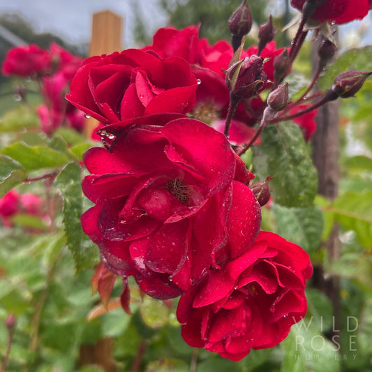 Close-up of red roses with water droplets on a blurred green background