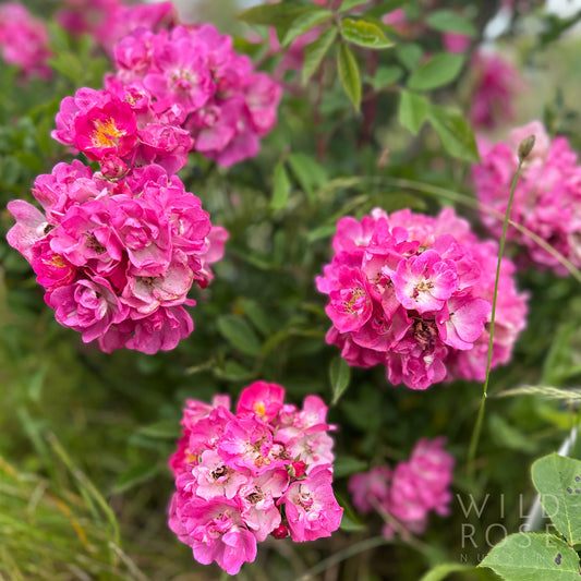 Excellenz von Schubert