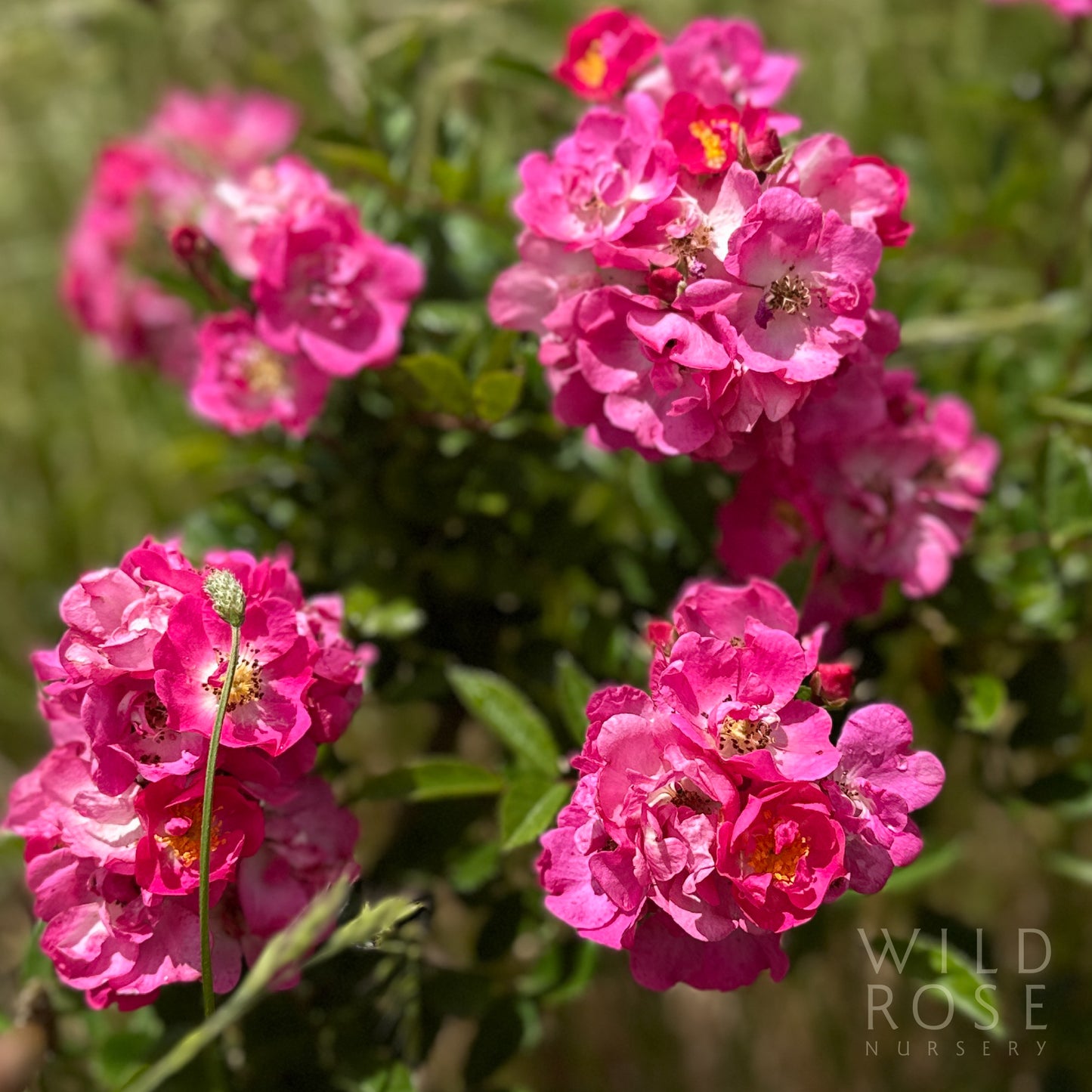 Excellenz von Schubert