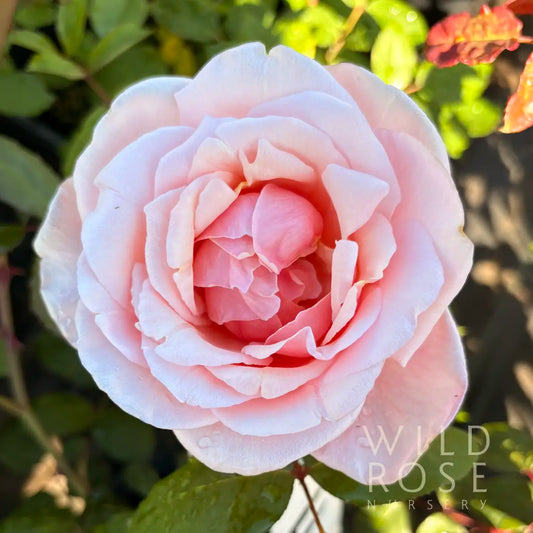 Fairlie Rede Australian-bred Alister Clark hybrid tea rose with orange-pink flowers tinged with cream with coppery centre