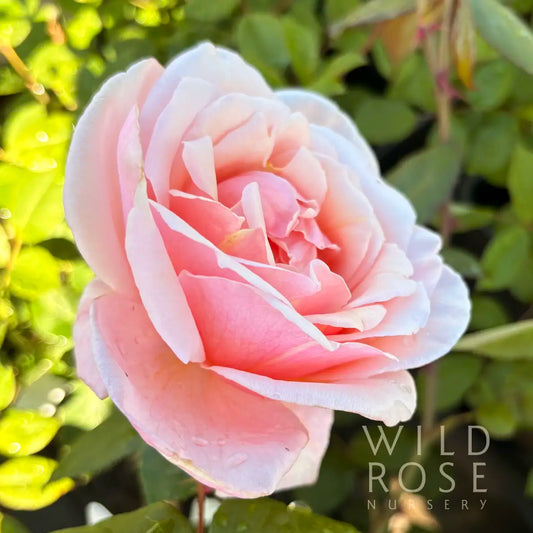 Fairlie Rede Australian-bred Alister Clark hybrid tea rose with orange-pink flowers tinged with cream with coppery centre